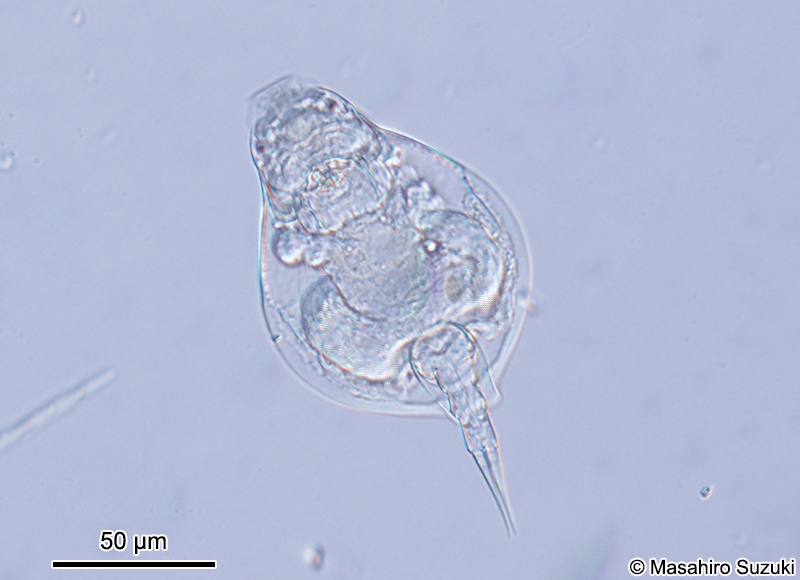 ウサギワムシ Lepadella